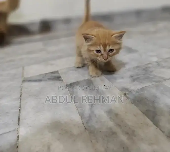 Persian Cats Double Coated