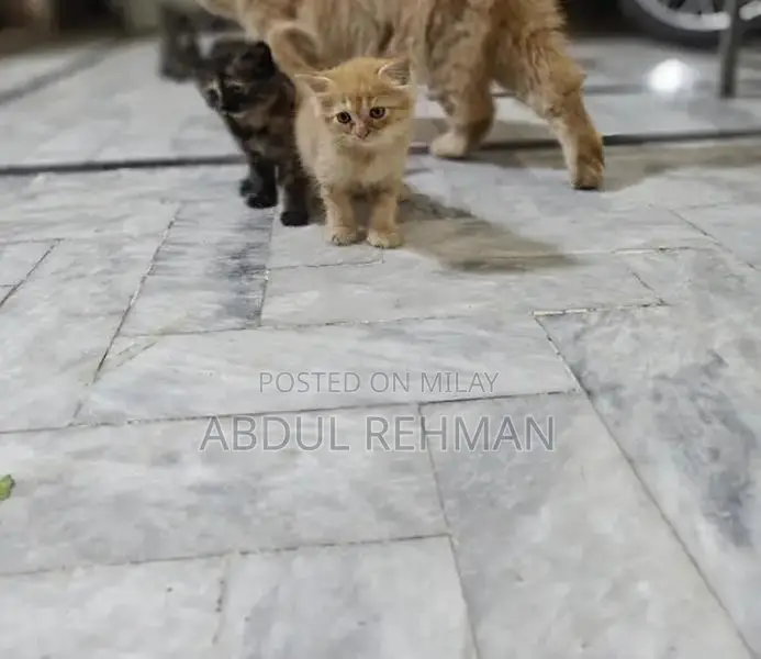 Persian Cats Double Coated