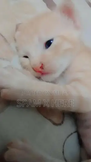 Photo - Playful persian kittens available for sale