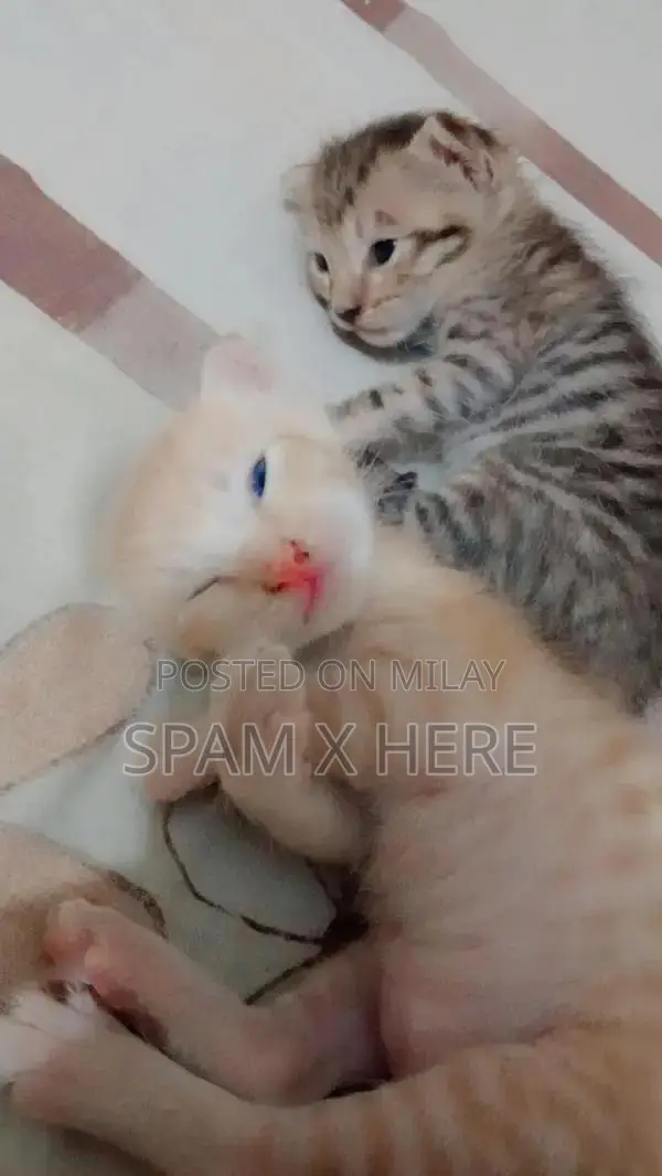 Playful persian kittens available for sale