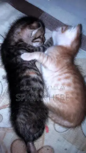 Playful persian kittens available for sale