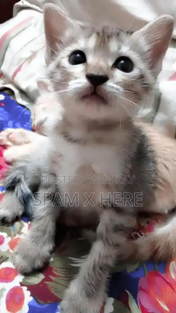 Playful persian kittens available for sale