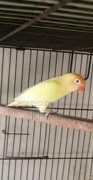 Photo - Cremino and Decino Female Breeders