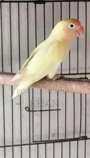 Cremino and Decino Female Breeders