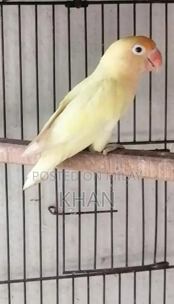 Cremino and Decino Female Breeders