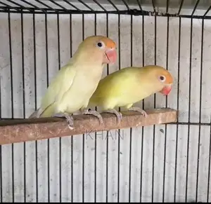 Cremino and Decino Female Breeders