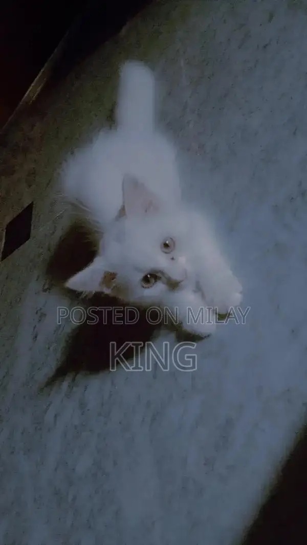 Persian kitten with all accessories