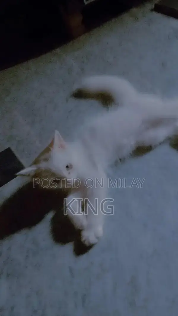 Persian kitten with all accessories