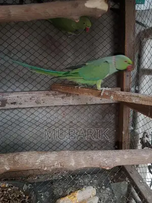 Photo - Breeder pair of Green Parrot