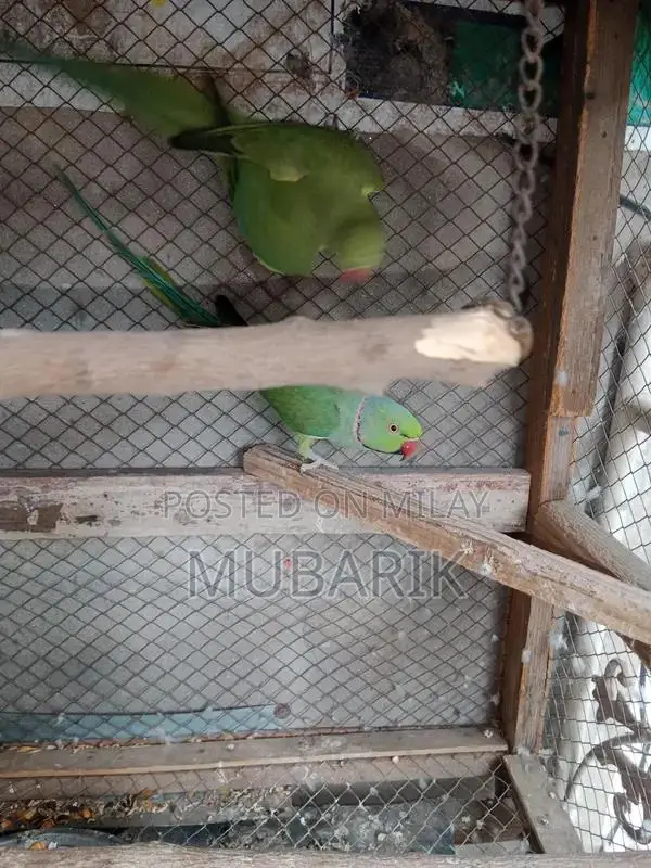 Breeder pair of Green Parrot