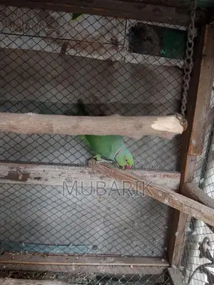 Breeder pair of Green Parrot