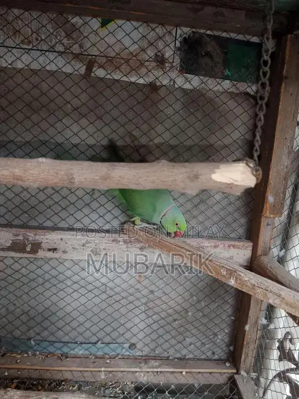 Breeder pair of Green Parrot