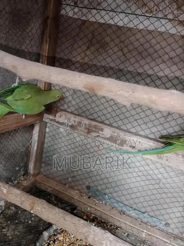 Breeder pair of Green Parrot