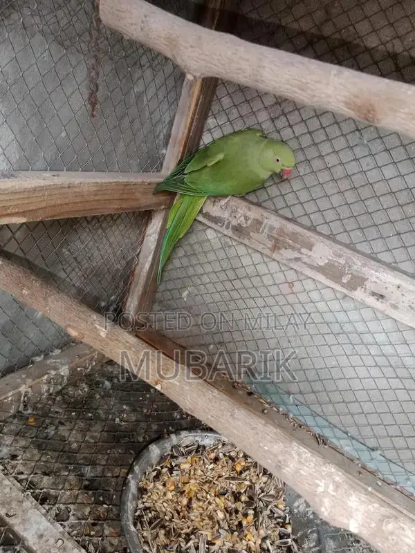 Breeder pair of Green Parrot