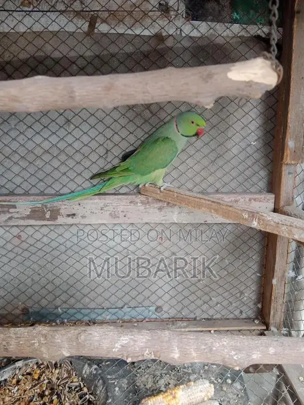 Breeder pair of Green Parrot