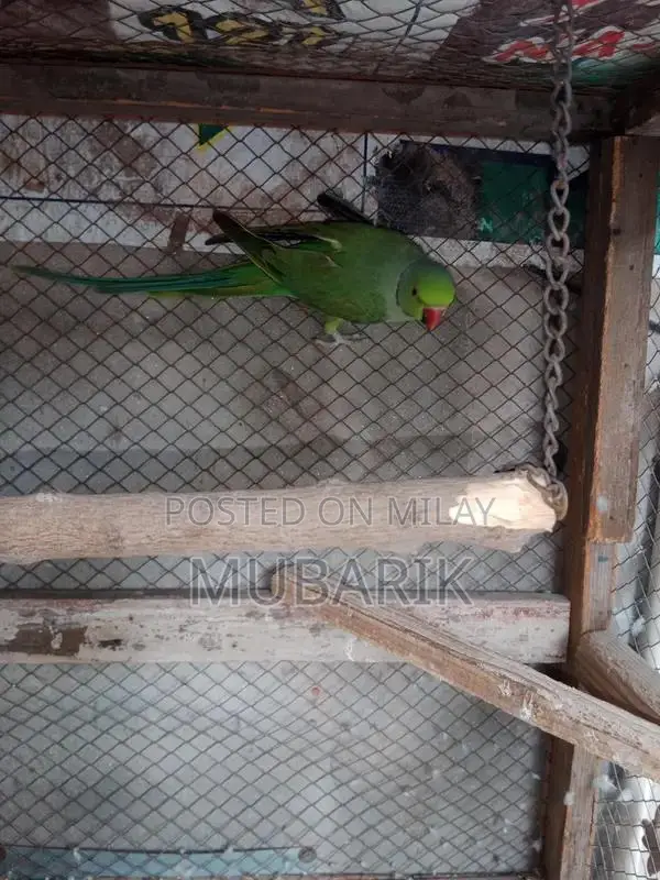 Breeder pair of Green Parrot