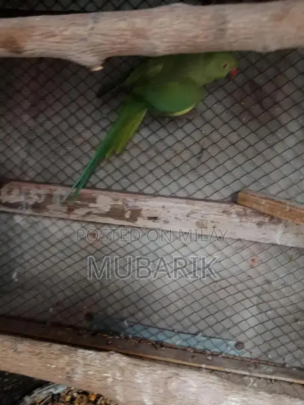 Breeder pair of Green Parrot