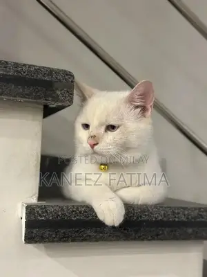Photo - Himaliyan white cat for sale