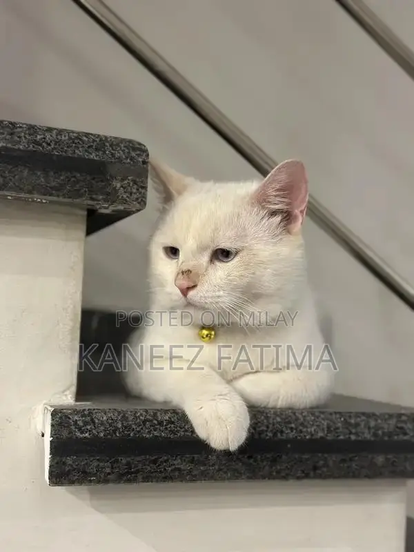 Himaliyan white cat for sale