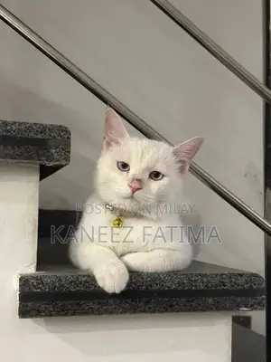 Himaliyan white cat for sale