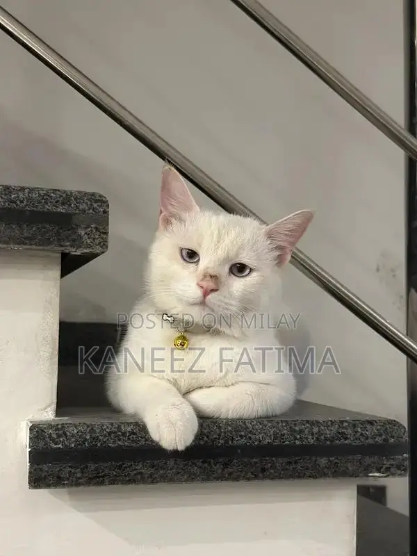 Himaliyan white cat for sale