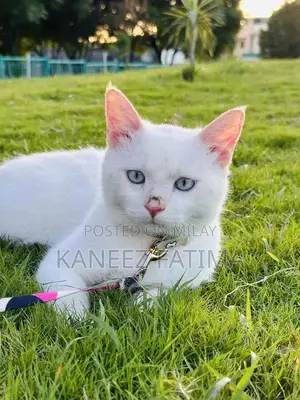 Himaliyan white cat for sale