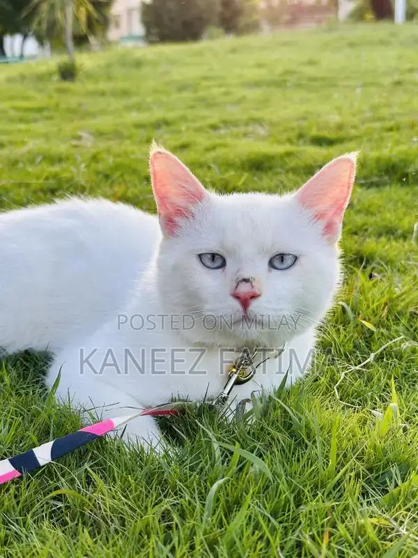 Himaliyan white cat for sale