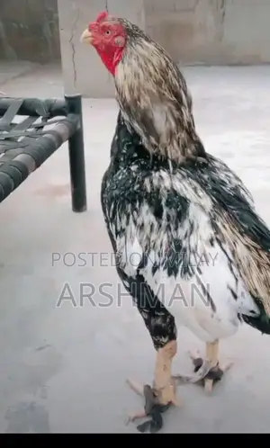 Photo - aseel  high quality birds available