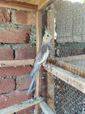 Photo - cocktail male