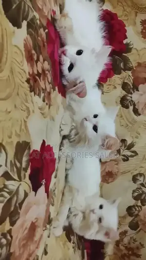 Photo - persian cats