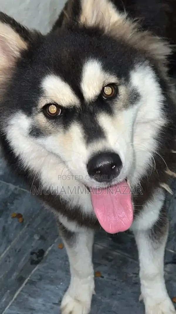 Siberian Husky Female Puppy - Friendly and Active Companion