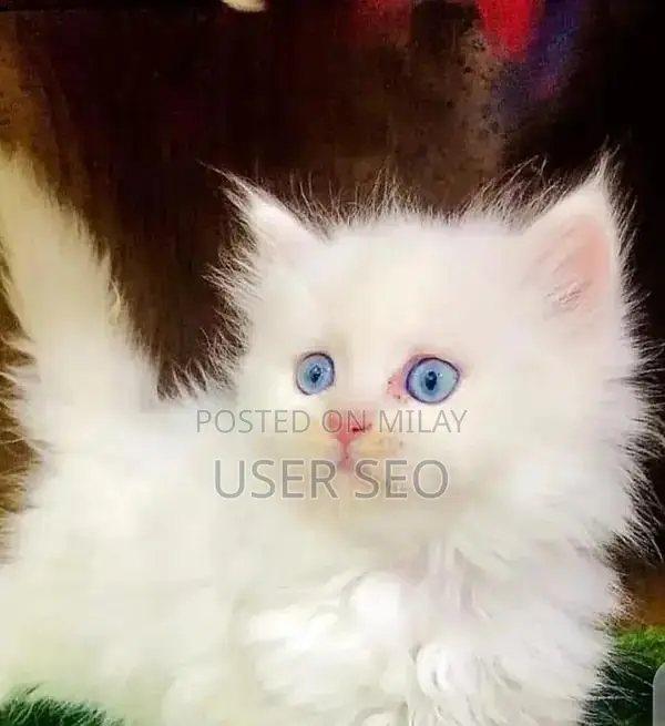 Adorable Persian Kittens - Purebred Feline Companions