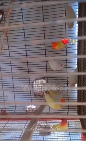 Photo - albino or calbino red eyes