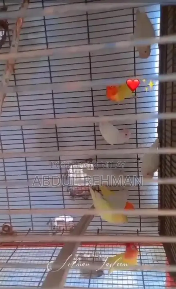 albino or calbino red eyes