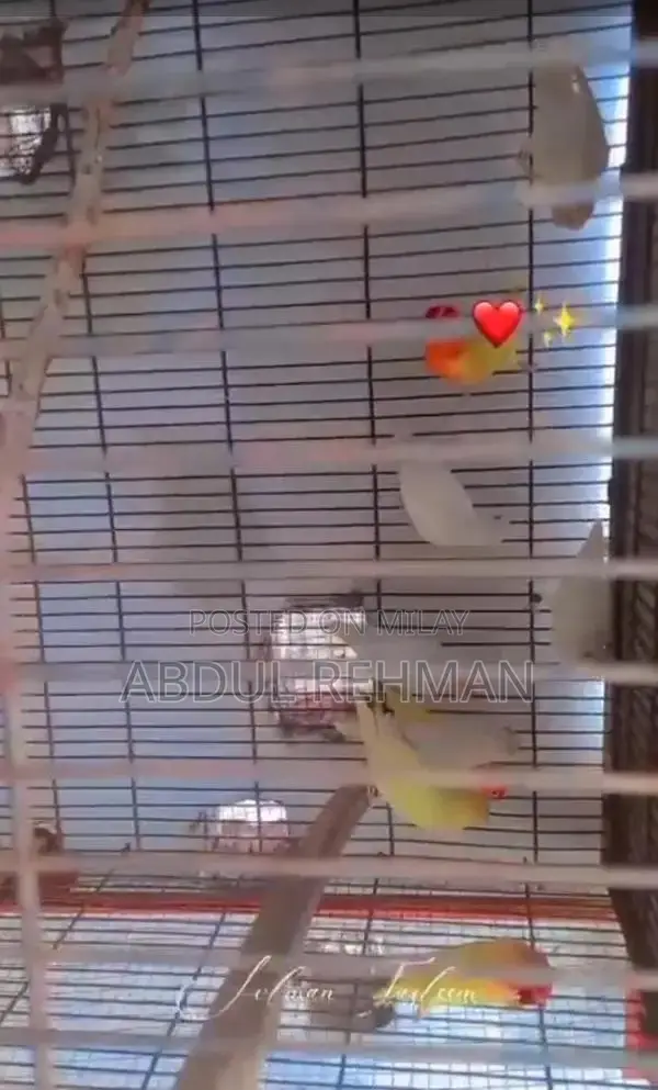 albino or calbino red eyes