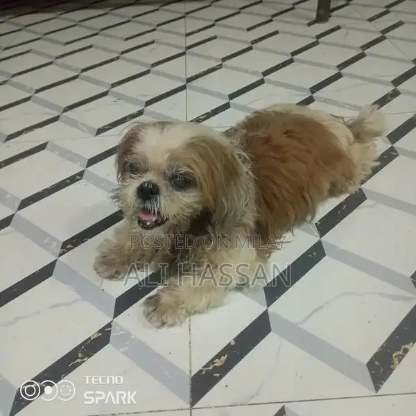 Purebred Shih Tzu Female Dog - 4 Years Old, Fully Documented