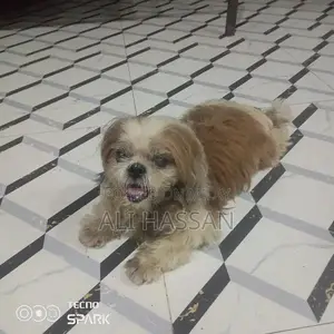 Purebred Shih Tzu Female Dog - 4 Years Old, Fully Documented