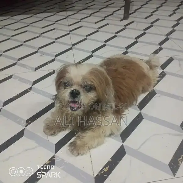 Purebred Shih Tzu Female Dog - 4 Years Old, Fully Documented