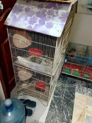 Photo - Cage and Plumhead Parrot