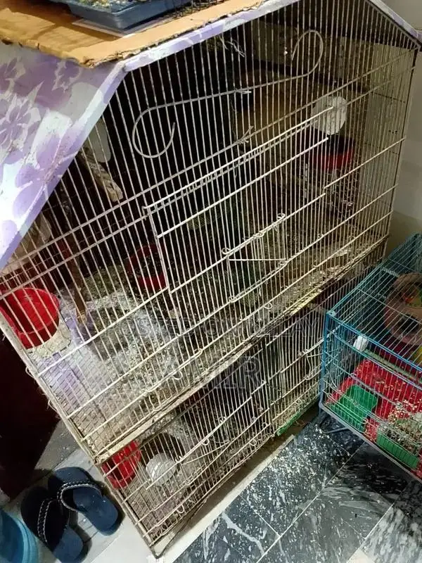 Cage and Plumhead Parrot