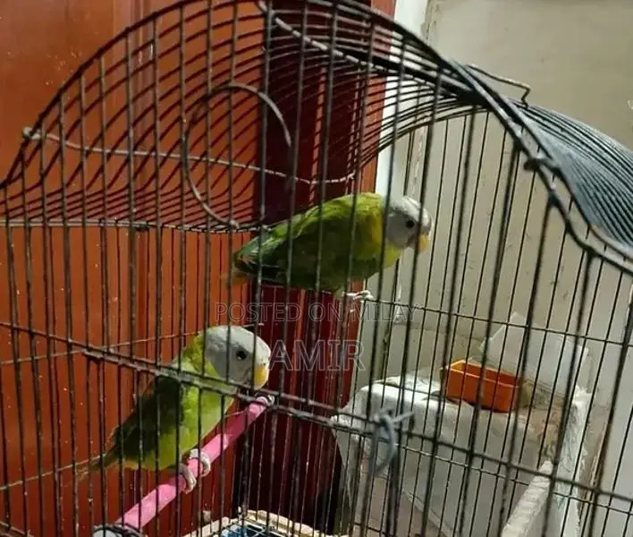 Cage and Plumhead Parrot
