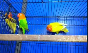 Photo - Love Bird Adult Breeding Pair with Breeding Potential