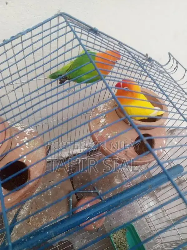 Love Bird Adult Breeding Pair with Breeding Potential