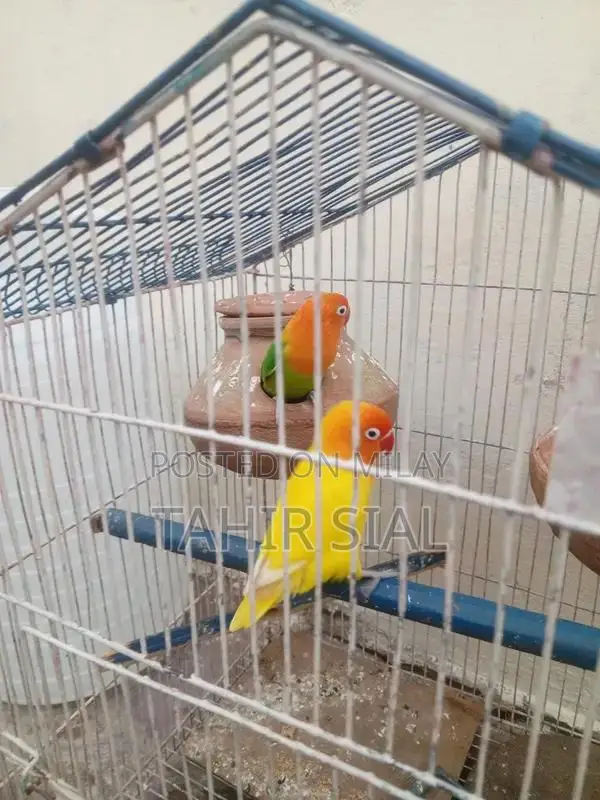 Love Bird Adult Breeding Pair with Breeding Potential