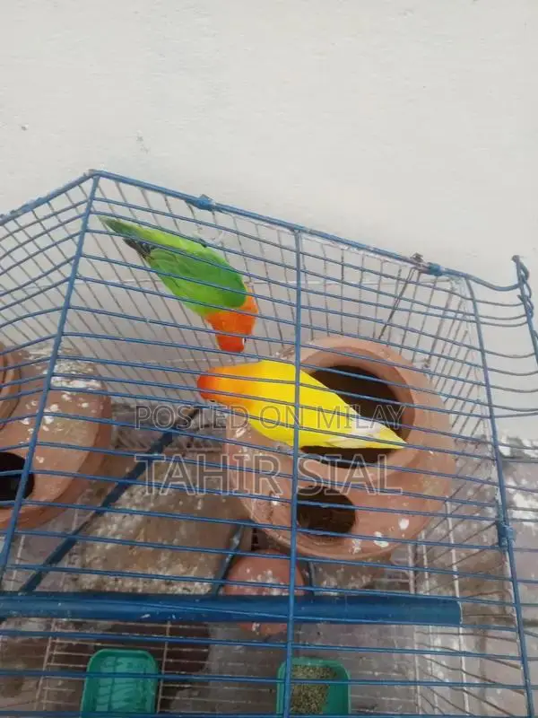Love Bird Adult Breeding Pair with Breeding Potential