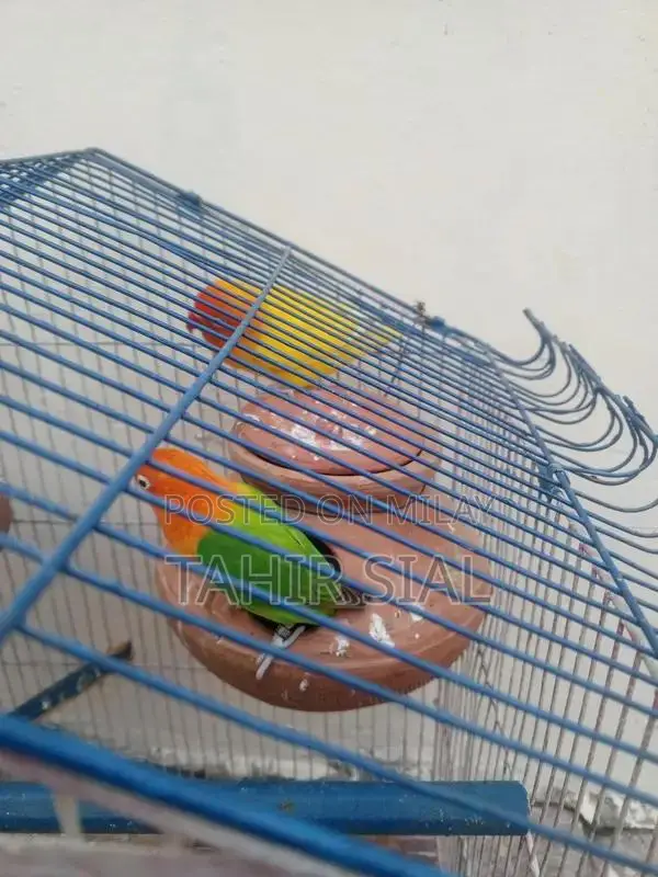 Love Bird Adult Breeding Pair with Breeding Potential