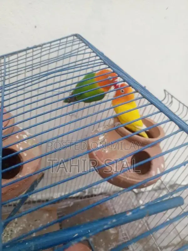 Love Bird Adult Breeding Pair with Breeding Potential