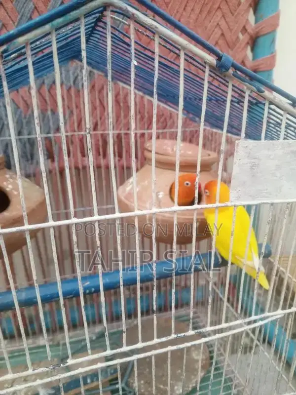 Love Bird Adult Breeding Pair with Breeding Potential