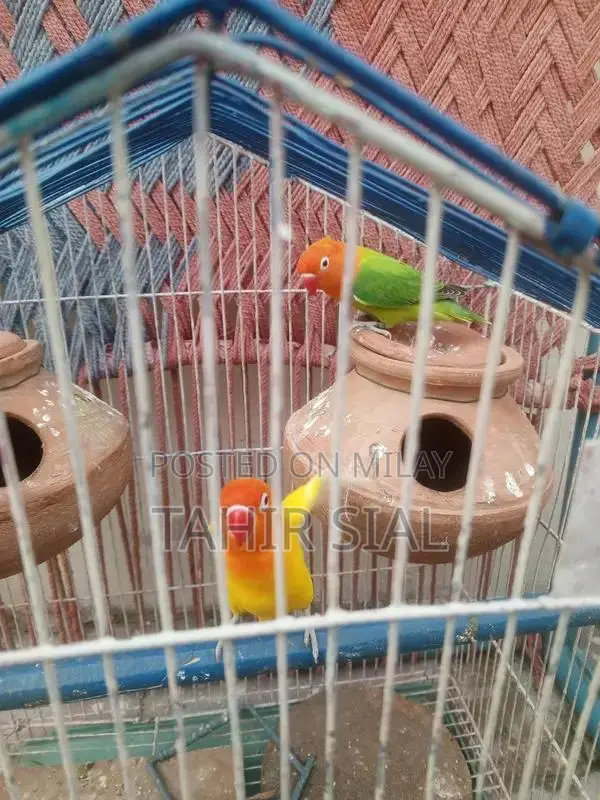 Love Bird Adult Breeding Pair with Breeding Potential