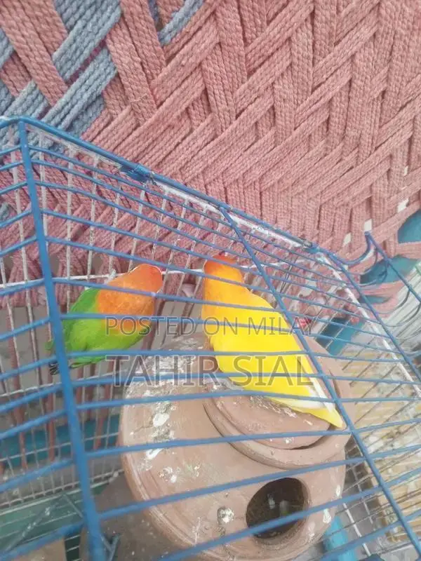 Love Bird Adult Breeding Pair with Breeding Potential